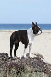 BOSTON TERRIER 287